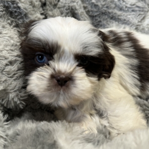 puppies for sale in boca raton