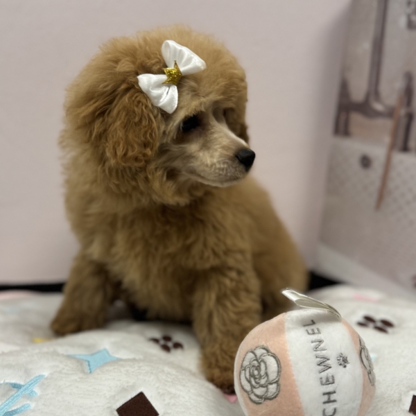 puppies for sale in boca raton