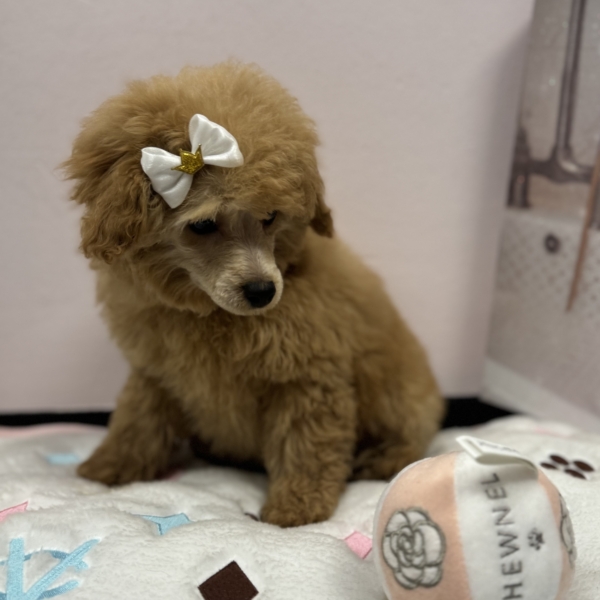 puppies for sale in boca raton