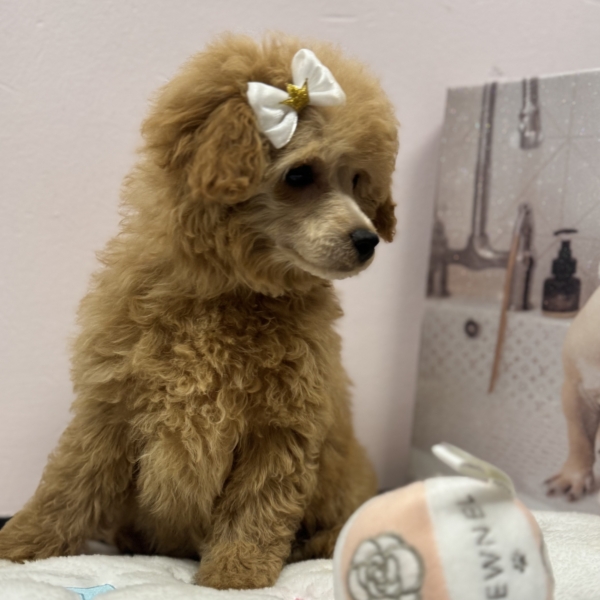 puppies for sale in boca raton