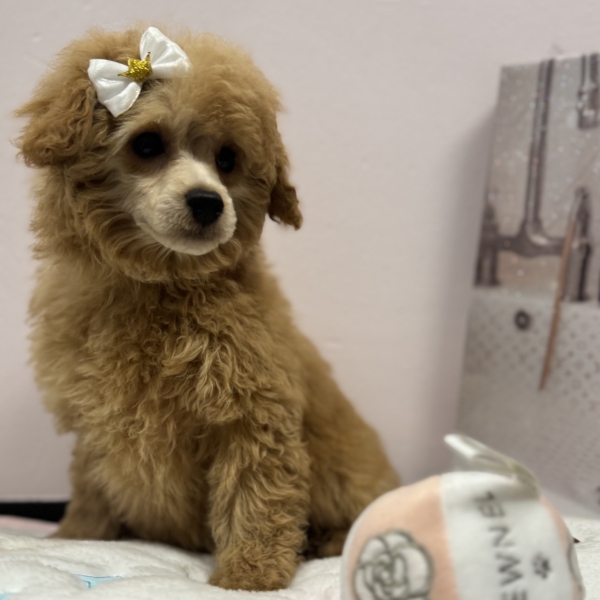 puppies for sale in boca raton