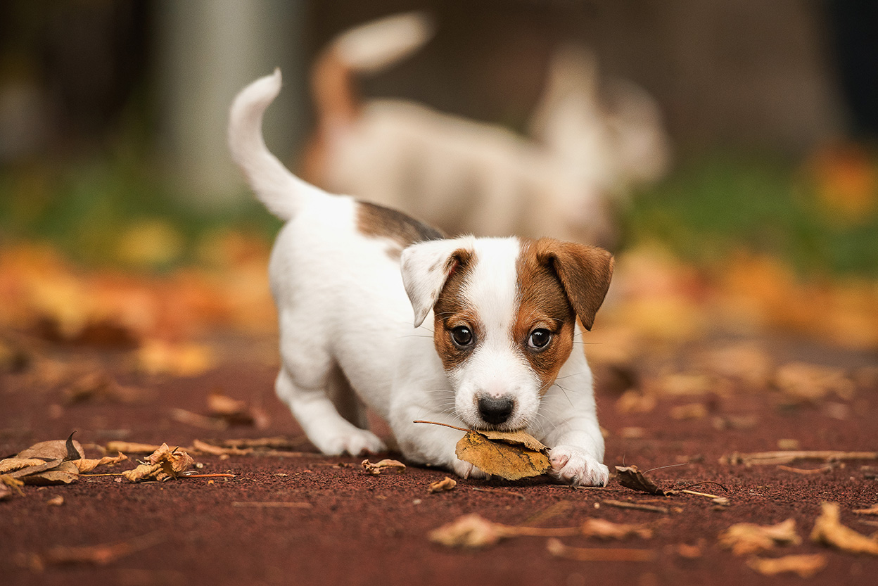 Jack Russell Puppies for Sale