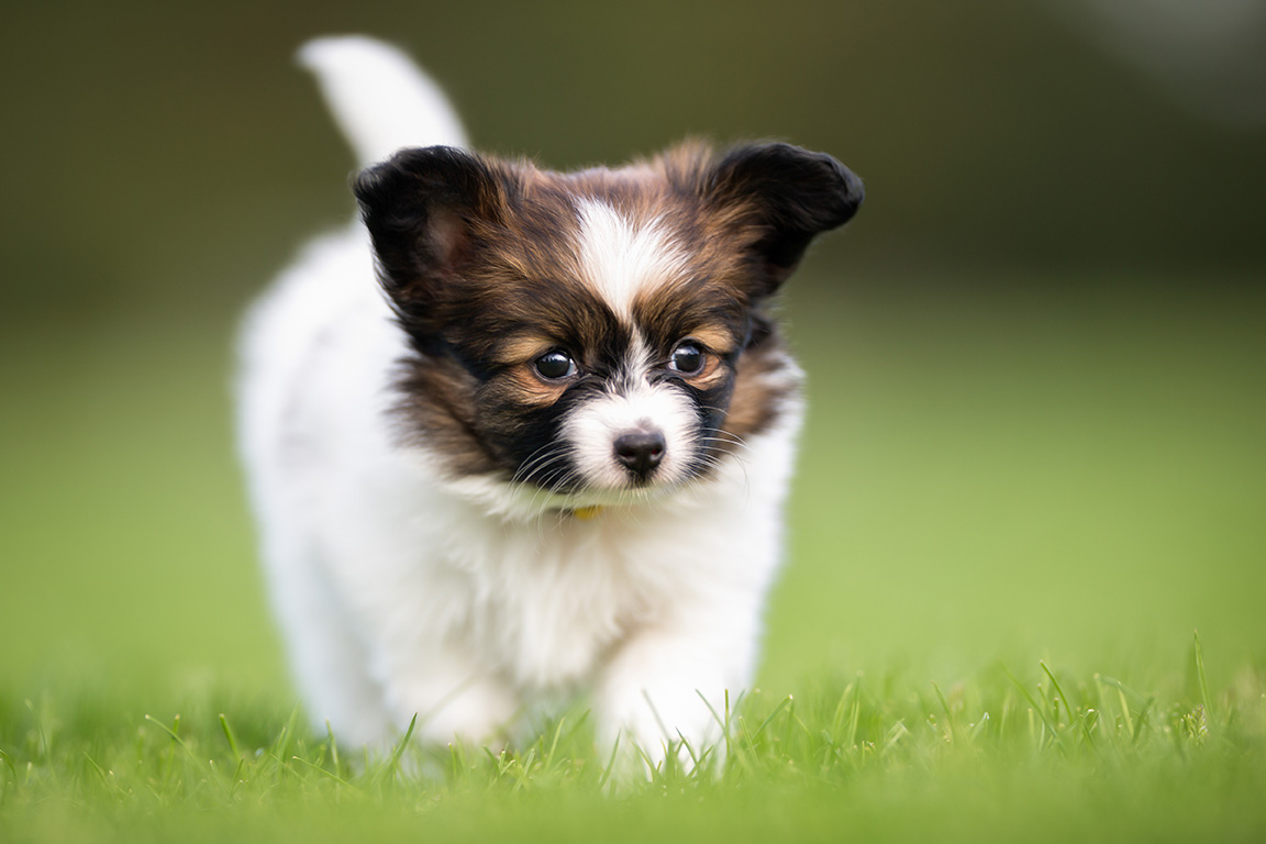 Papillon Puppies for Sale