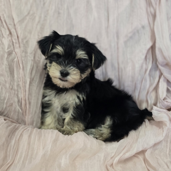 puppies for sale in boca raton