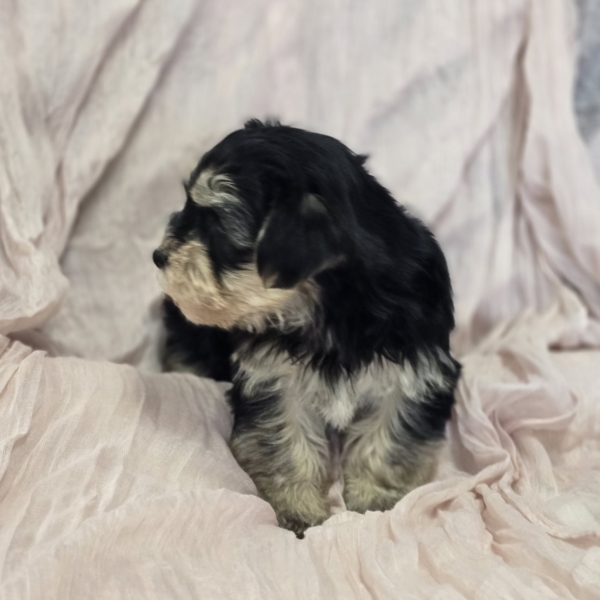 puppies for sale in boca raton