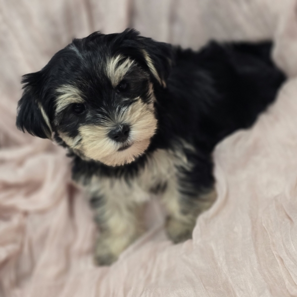 puppies for sale in boca raton