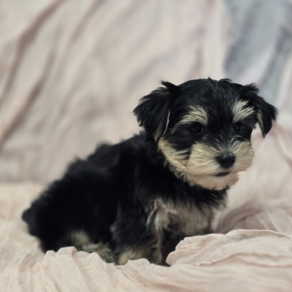 puppies for sale in boca raton