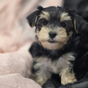 puppies for sale in boca raton