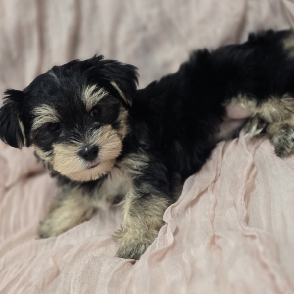 puppies for sale in boca raton