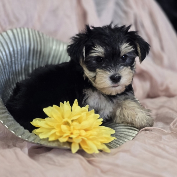 puppies for sale in boca raton