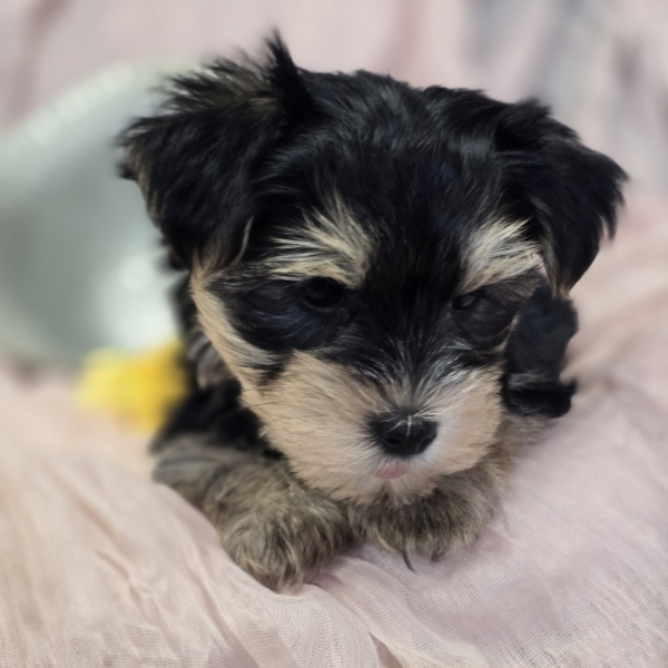 puppies for sale in boca raton