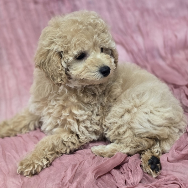 puppies for sale in boca raton