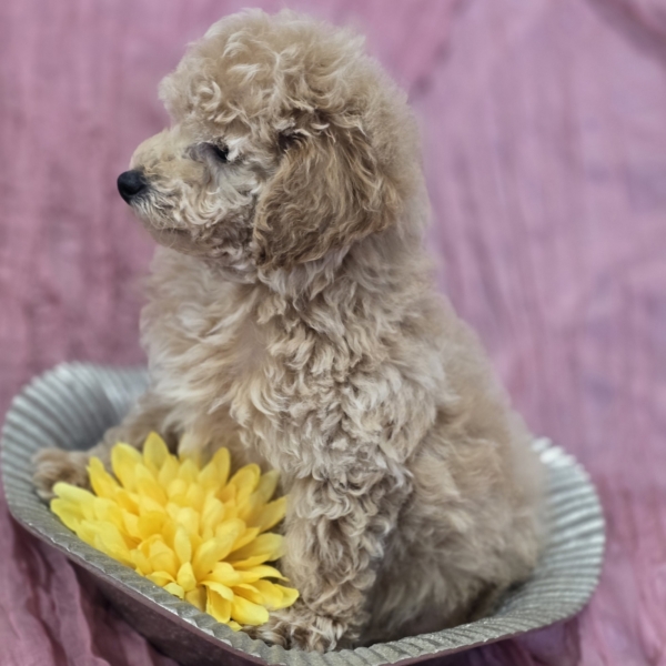 puppies for sale in boca raton