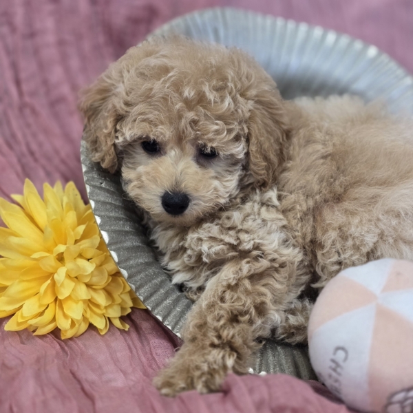 puppies for sale in boca raton