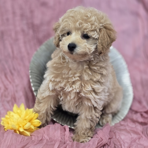 puppies for sale in boca raton