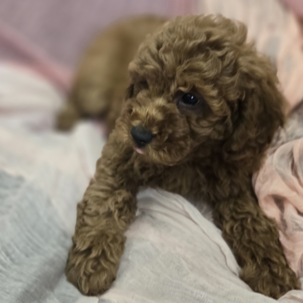 puppies for sale in boca raton