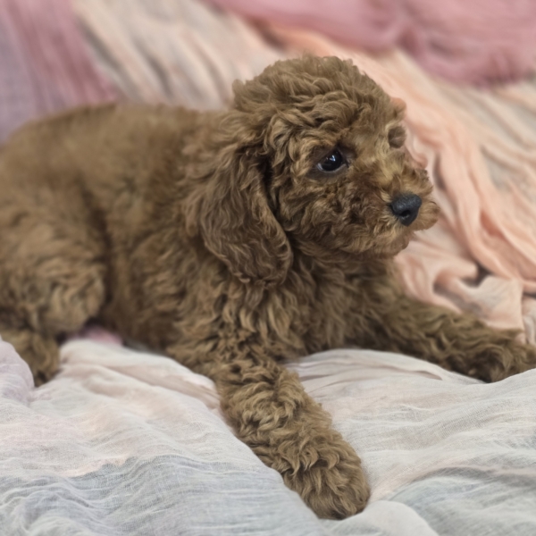 puppies for sale in boca raton