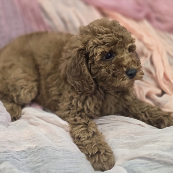 puppies for sale in boca raton