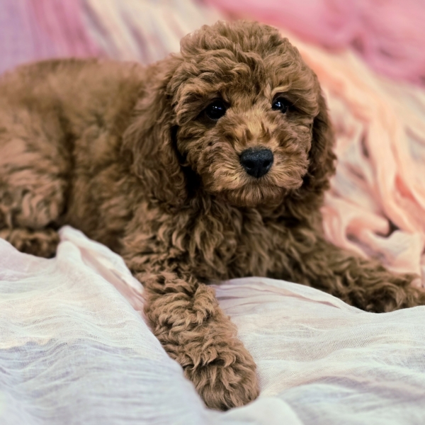 puppies for sale in boca raton