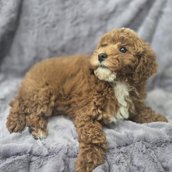 puppies for sale in boca raton