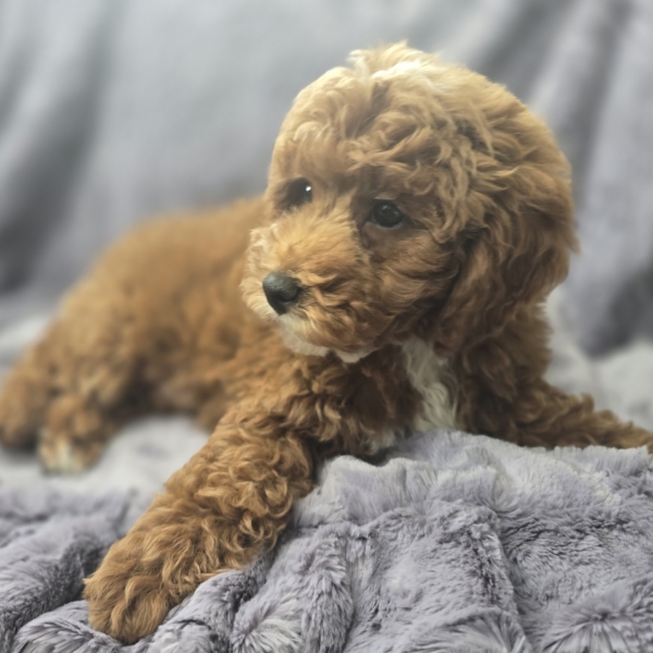 puppies for sale in boca raton