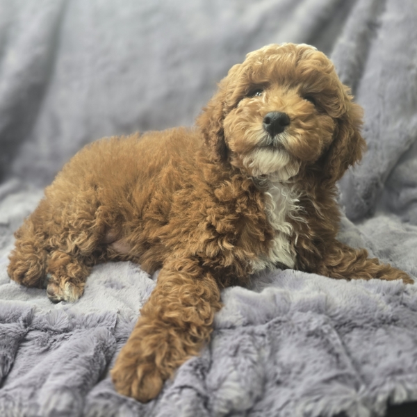 puppies for sale in boca raton