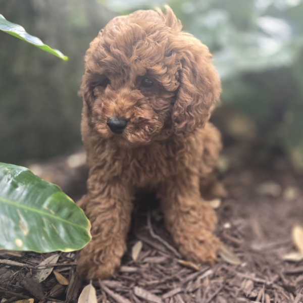 puppies for sale in boca raton