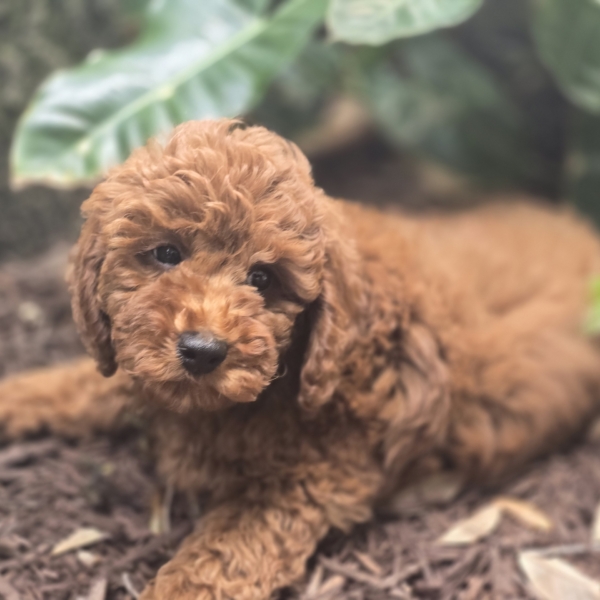 puppies for sale in boca raton