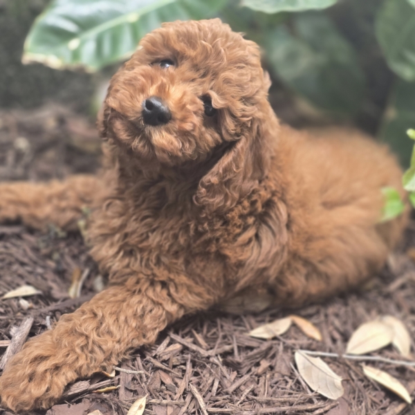 puppies for sale in boca raton