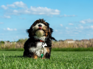 puppies for sale in boca raton