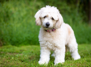 puppies for sale in boca raton