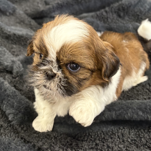 puppies for sale in boca raton