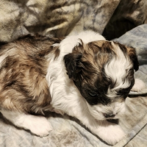 puppies for sale in boca raton