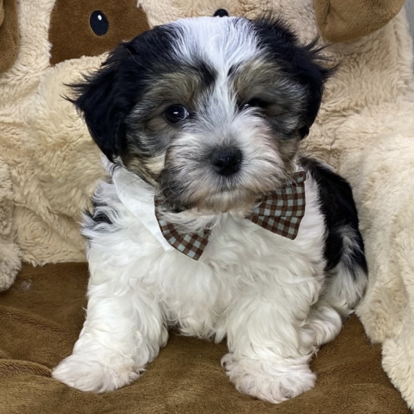 puppies for sale in boca raton