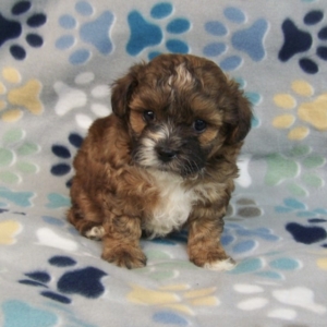 puppies for sale in boca raton