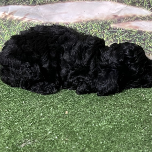 puppies for sale in boca raton