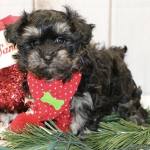 puppies for sale in boca raton