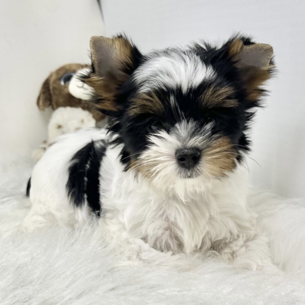 puppies for sale in boca raton