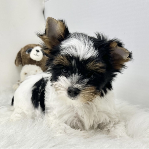 puppies for sale in boca raton