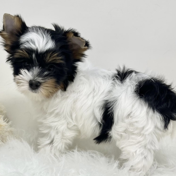 puppies for sale in boca raton