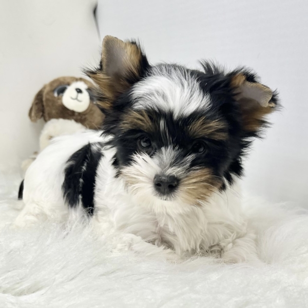 puppies for sale in boca raton