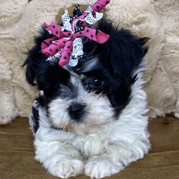 puppies for sale in boca raton