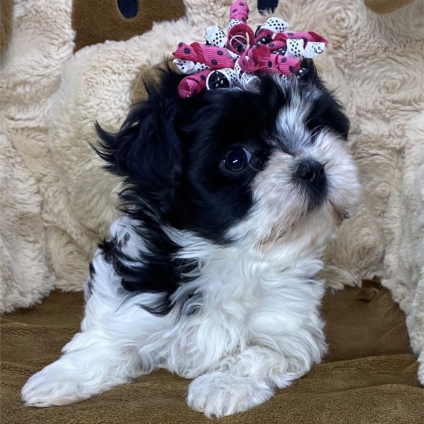 puppies for sale in boca raton