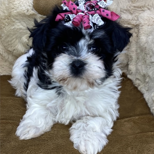 puppies for sale in boca raton