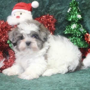 puppies for sale in boca raton