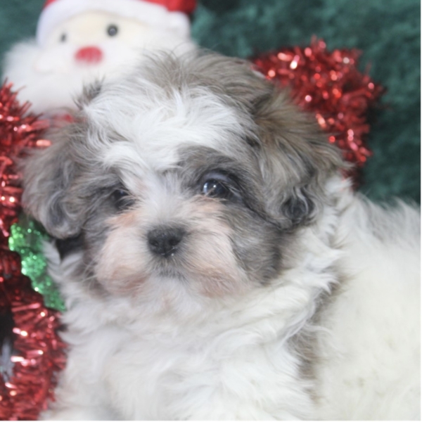 puppies for sale in boca raton