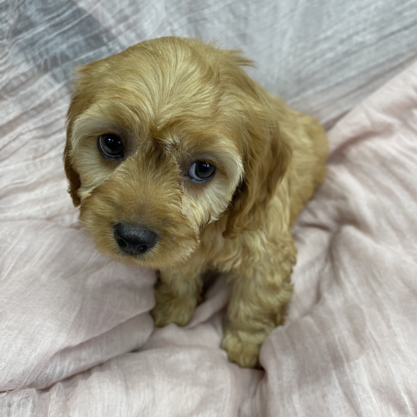 puppies for sale in boca raton