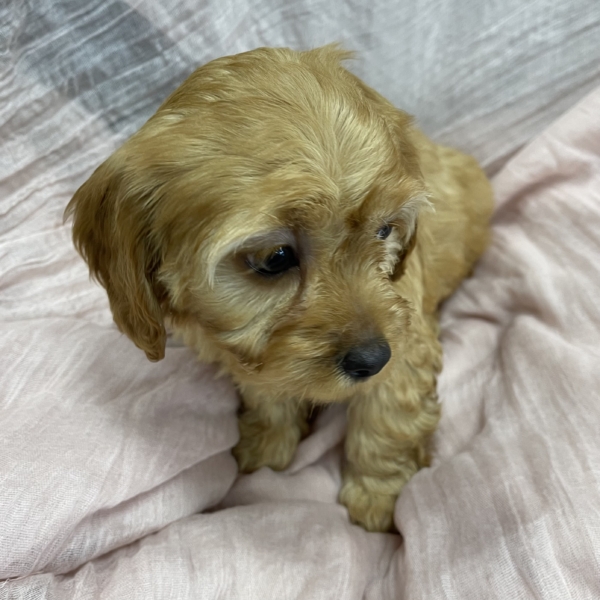 puppies for sale in boca raton