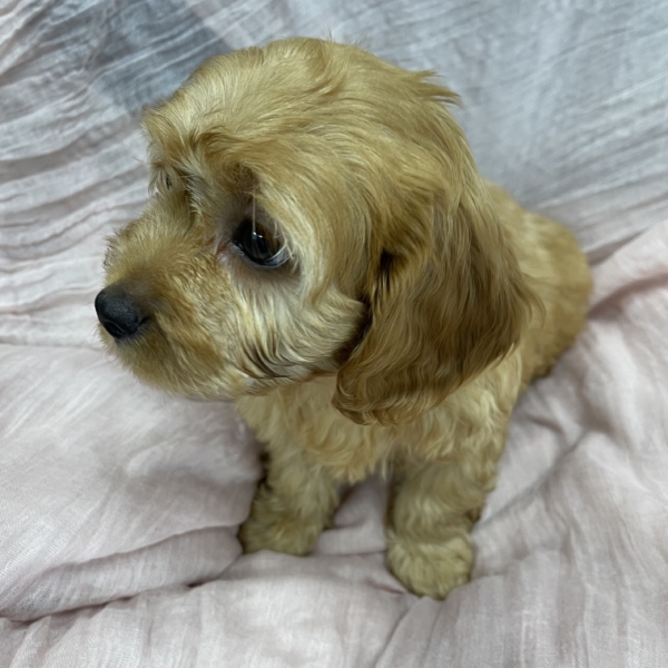 puppies for sale in boca raton