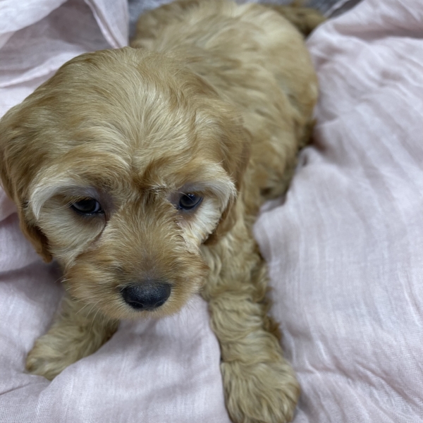 puppies for sale in boca raton